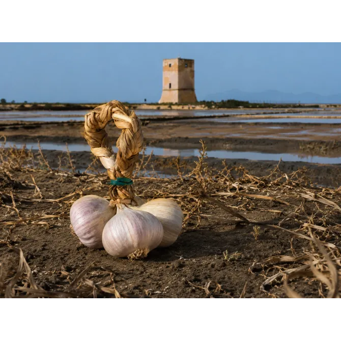 Nubia Red Garlic 3 Bulbs 50-55 mm | Saline Culcasi