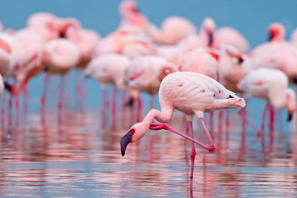 Birdwatching nelle Saline Maria Stella di Trapani