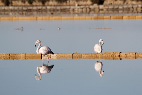 Birdwatching nelle Saline Maria Stella di Trapani