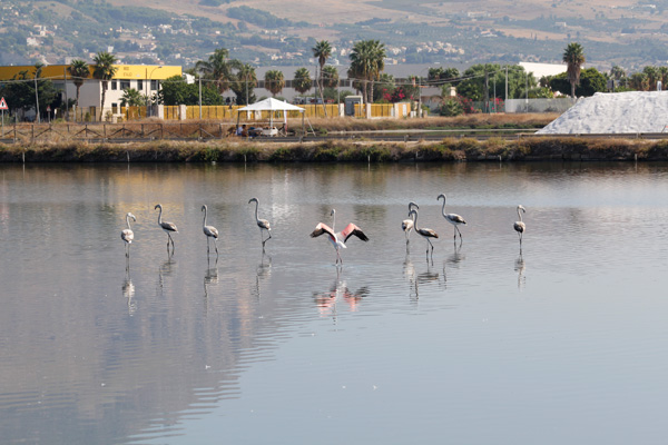 Birdwatching nelle Saline Maria Stella di Trapani