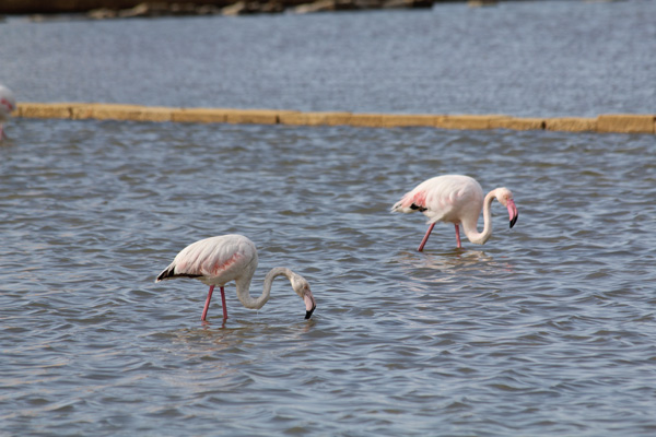 Birdwatching nelle Saline Maria Stella di Trapani